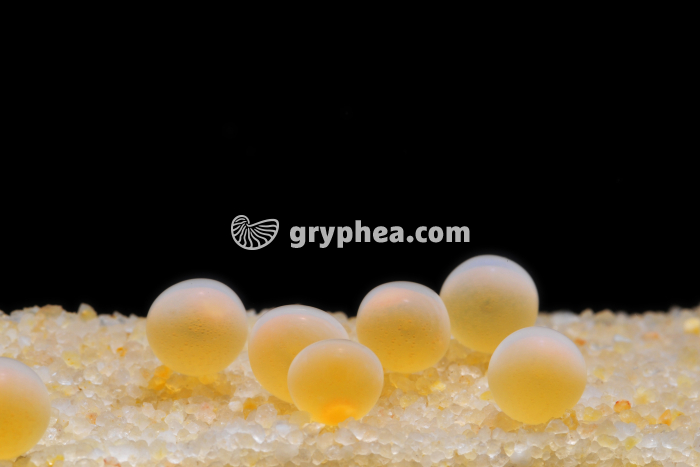 Truite - Ovules sur fond sableux - gryphea.com